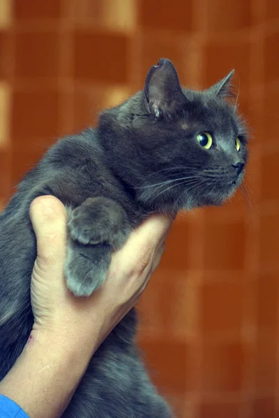 Graue Britische Katze Drinnen Nahaufnahme Foto — Stockfoto