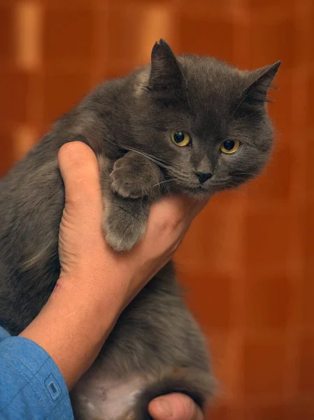 Graue Britische Katze Drinnen Nahaufnahme Foto — Stockfoto