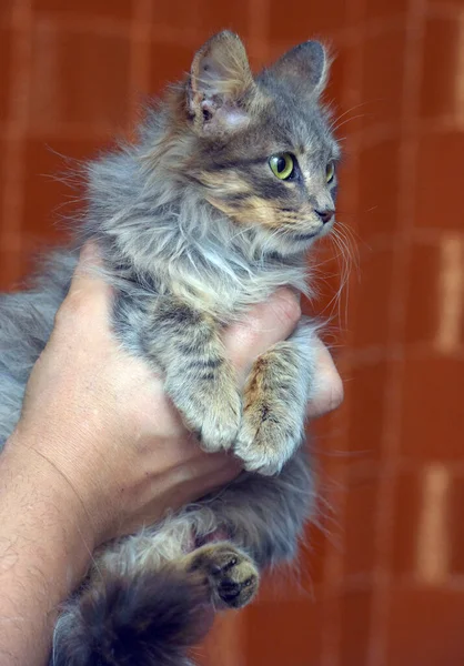 Słodkie Szary Puszysty Syberyjski Kotek Ręce — Zdjęcie stockowe