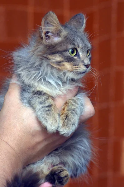 Niedliche Graue Flauschige Sibirische Kätzchen Den Händen — Stockfoto