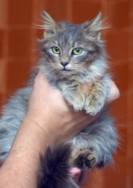 Lindo Gris Esponjoso Siberiano Gatito Manos — Foto de Stock