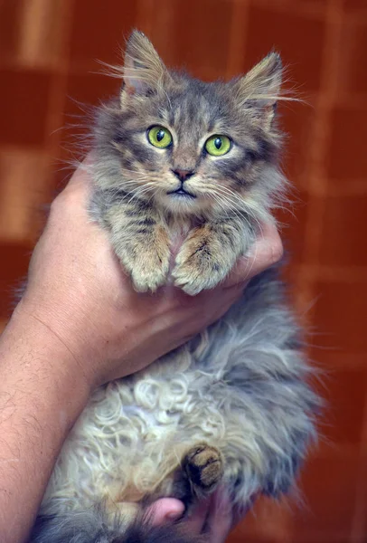 Bonito Cinza Fofo Siberiano Gatinho Mãos — Fotografia de Stock