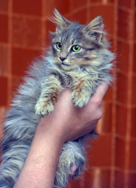 Schattig Grijs Pluizig Siberisch Kitten Handen — Stockfoto