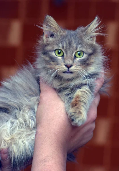 Mignon Chaton Sibérien Moelleux Gris Dans Les Mains — Photo