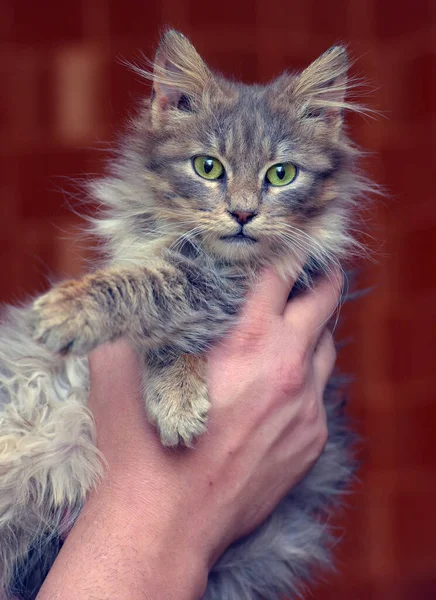 Schattig Grijs Pluizig Siberisch Kitten Handen — Stockfoto