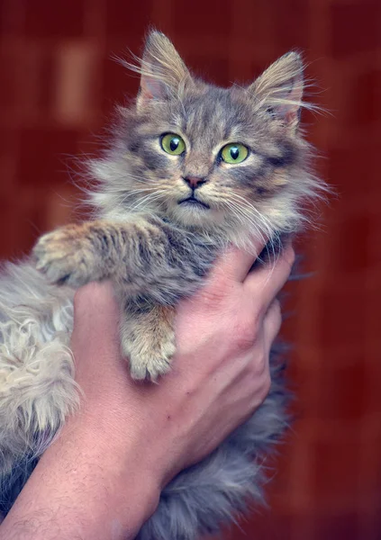Schattig Grijs Pluizig Siberisch Kitten Handen — Stockfoto