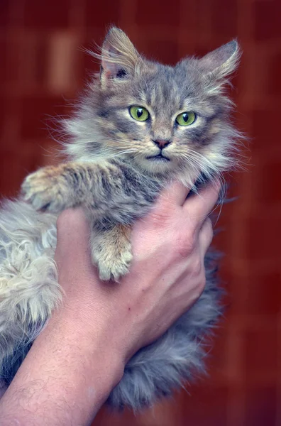 Χαριτωμένο Γκρι Χνουδωτό Σιβεριανό Γατάκι Στα Χέρια — Φωτογραφία Αρχείου