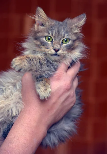 Cute Gray Fluffy Siberian Kitten Hands — Stock Photo, Image