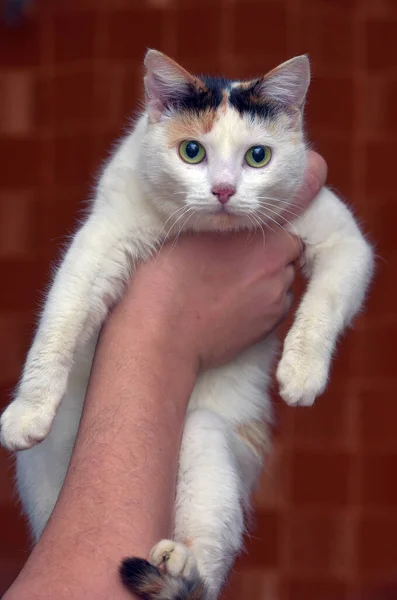 Hermoso Lindo Tricolor Con Blanco Gato Cerca — Foto de Stock