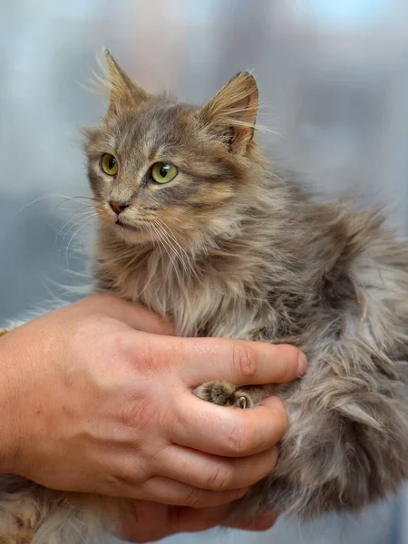 Bonito Cinza Fofo Siberiano Gatinho Mãos — Fotografia de Stock