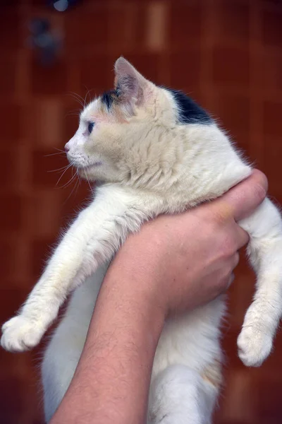 Bel Tricolore Carino Con Gatto Bianco Vicino — Foto Stock