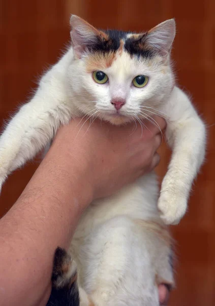 Bonito Bonito Tricolor Com Branco Gato Perto — Fotografia de Stock