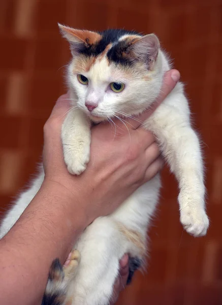 Mooie Leuke Tricolor Met Witte Kat Close — Stockfoto