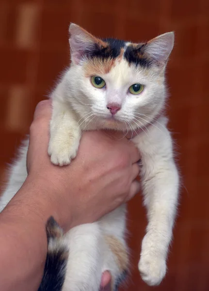 Vacker Söt Tricolor Med Vit Katt Närbild — Stockfoto