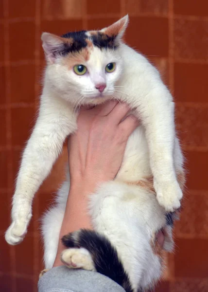 Bonito Bonito Tricolor Com Branco Gato Perto — Fotografia de Stock