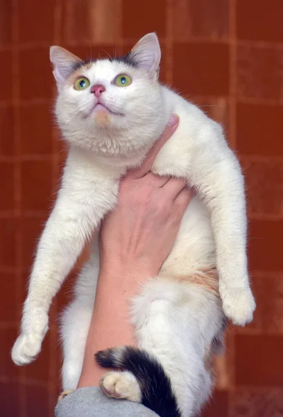สวยงามน กไตรรงค บแมวส ขาวใกล — ภาพถ่ายสต็อก