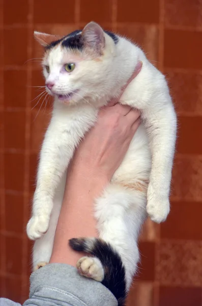 Bonito Bonito Tricolor Com Branco Gato Perto — Fotografia de Stock