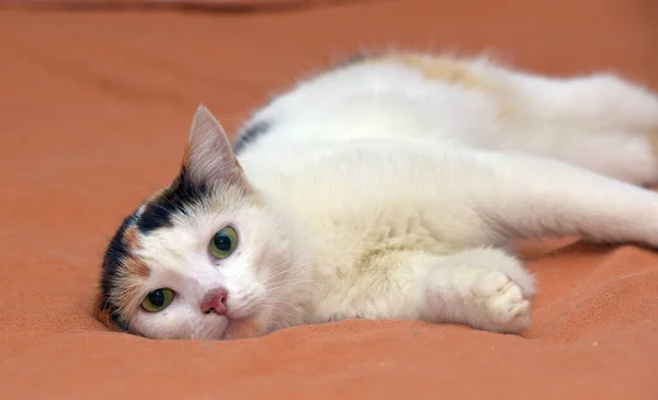 Krásný Roztomilý Trikolor Bílou Kočkou Zblízka — Stock fotografie