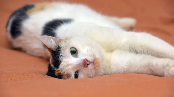 Vacker Söt Tricolor Med Vit Katt Närbild — Stockfoto