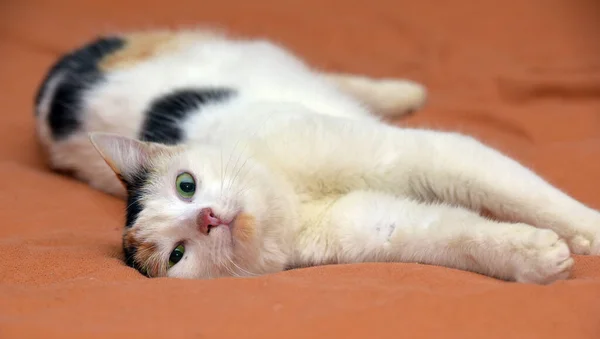 Bonito Bonito Tricolor Com Branco Gato Perto — Fotografia de Stock