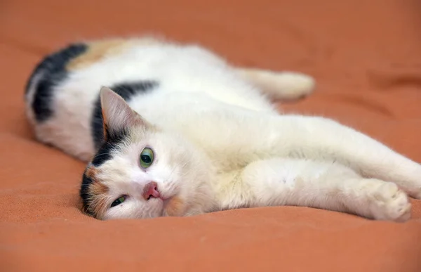 Krásný Roztomilý Trikolor Bílou Kočkou Zblízka — Stock fotografie