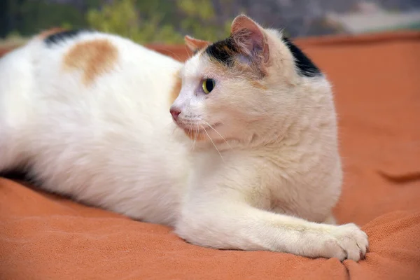 Hermoso Lindo Tricolor Con Blanco Gato Cerca —  Fotos de Stock