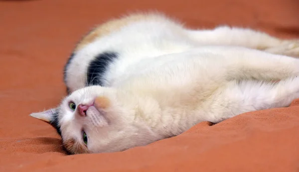 Bonito Bonito Tricolor Com Branco Gato Perto — Fotografia de Stock