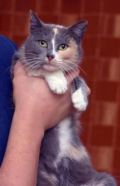 Indah Tricolor Lucu Dengan Abu Abu Dan Kucing Persik — Stok Foto