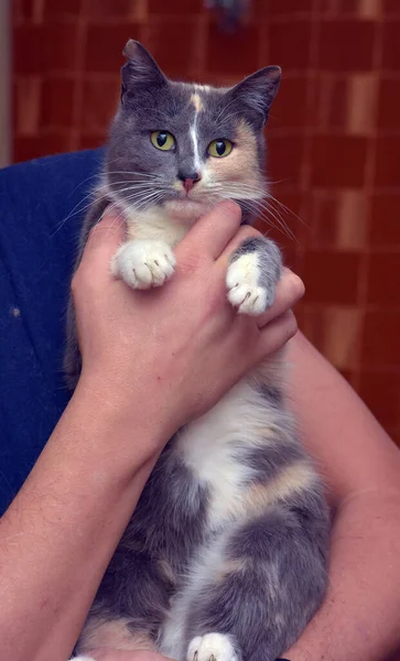 Schöne Süße Tricolor Mit Grau Und Pfirsich Katze — Stockfoto