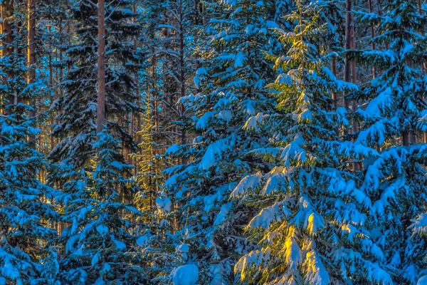 Vinterlandskap Tallar Sol Och Snö — Stockfoto