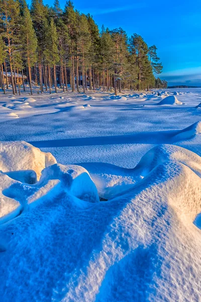 Paysage Hivernal Pins Soleil Neige — Photo