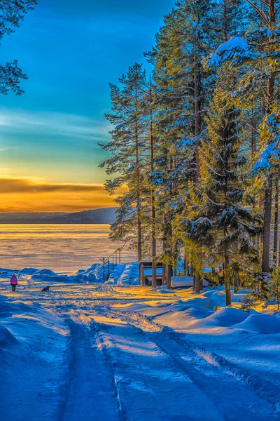 Winter Landscape Pine Trees Sun Snow — Stock Photo, Image