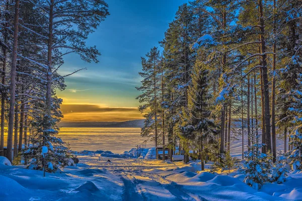 Kış Manzarası Çam Ağaçları Güneş Kar — Stok fotoğraf