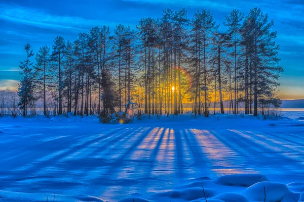 Paesaggio Invernale Pini Sole Neve — Foto Stock