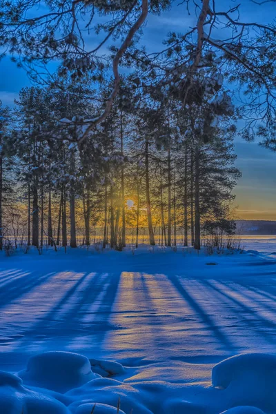 Зимний Пейзаж Сосны Солнце Снег — стоковое фото
