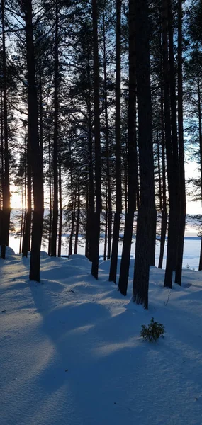 Bosque Pinos Cubierto Nieve Invierno Sombras Árboles — Foto de Stock