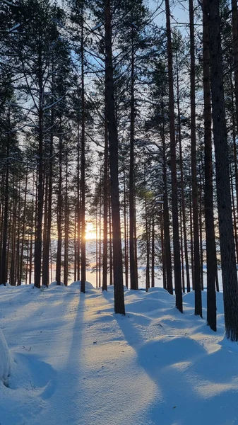 Zasněžený Borový Les Zimě Při Západu Slunce — Stock fotografie