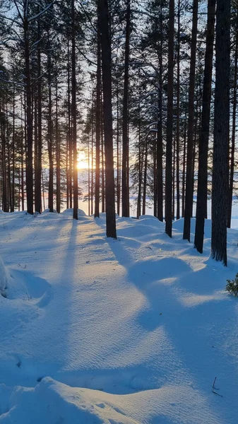 Floresta Pinheiros Coberta Neve Inverno Sombras Árvores — Fotografia de Stock