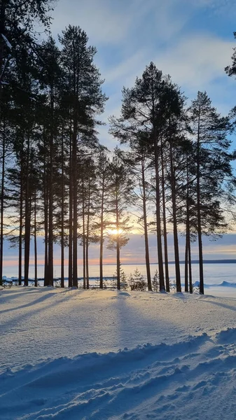 Forêt Pins Enneigée Hiver Ombres Des Arbres — Photo