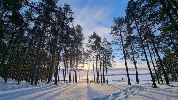 Floresta Pinheiros Coberta Neve Inverno Sombras Árvores — Fotografia de Stock