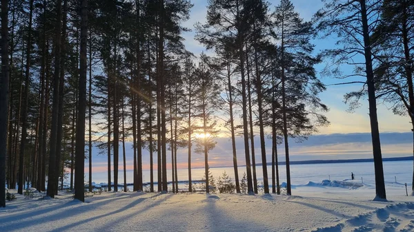 Schneebedeckter Kiefernwald Winter Und Schatten Von Bäumen — Stockfoto