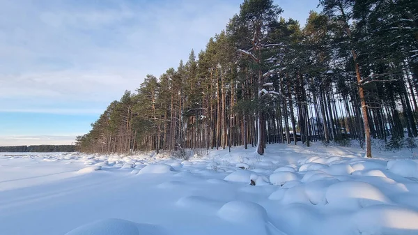 Floresta Pinheiros Coberta Neve Inverno Sombras Árvores — Fotografia de Stock