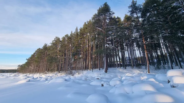 Χιονισμένο Πευκοδάσος Χειμώνα Και Σκιές Από Δέντρα — Φωτογραφία Αρχείου