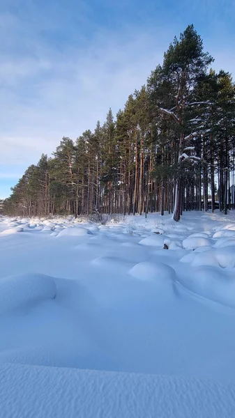 Floresta Pinheiros Coberta Neve Inverno Sombras Árvores — Fotografia de Stock