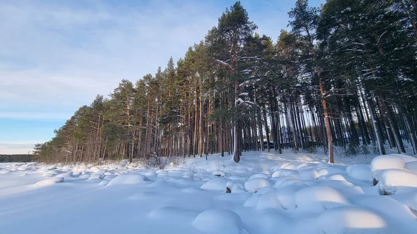 Χιονισμένο Πευκοδάσος Χειμώνα Και Σκιές Από Δέντρα — Φωτογραφία Αρχείου