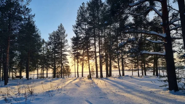日落时分 雪覆松树林 — 图库照片