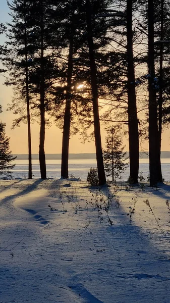 Schneebedeckter Kiefernwald Winter Bei Sonnenuntergang — Stockfoto