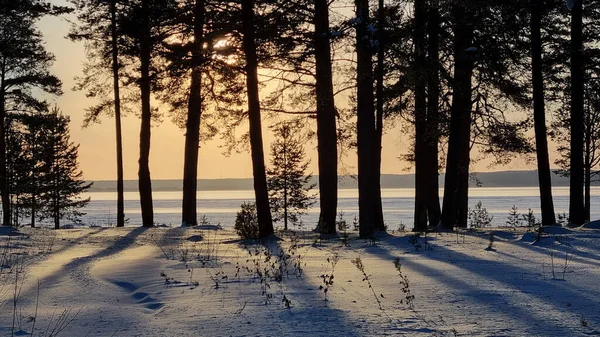 Forêt Pins Enneigée Hiver Coucher Soleil — Photo