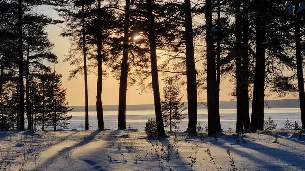 Pinhal Coberto Neve Inverno Pôr Sol — Fotografia de Stock