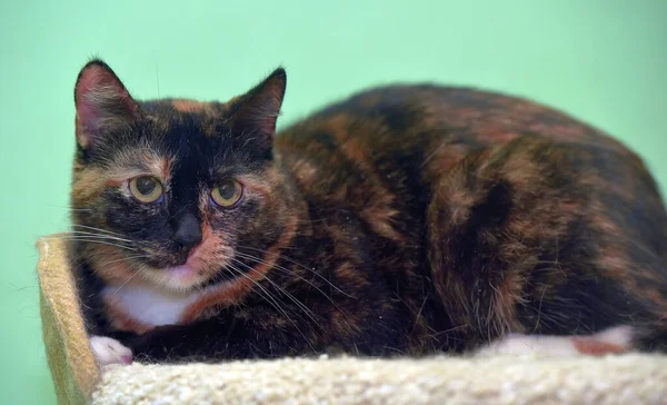 Kurzhaarkatze Porträt Tricolor Katze Auf Grünem Hintergrund — Stockfoto